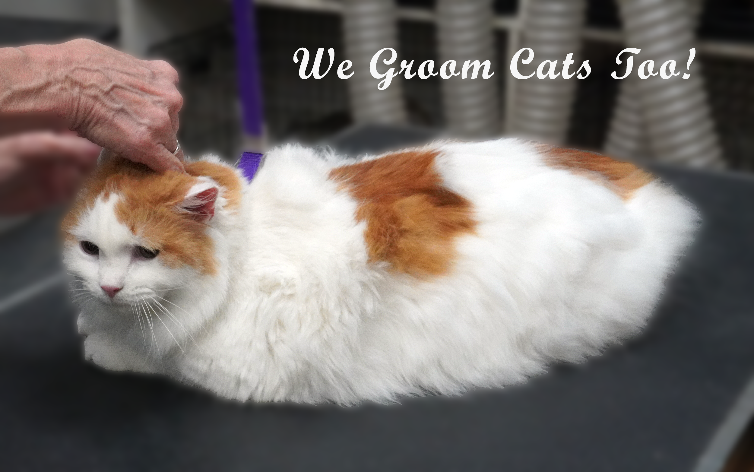 A cat being groomed at Sparta Pet Shoppe and Spa