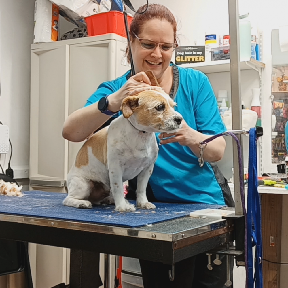 A dog Being groomed