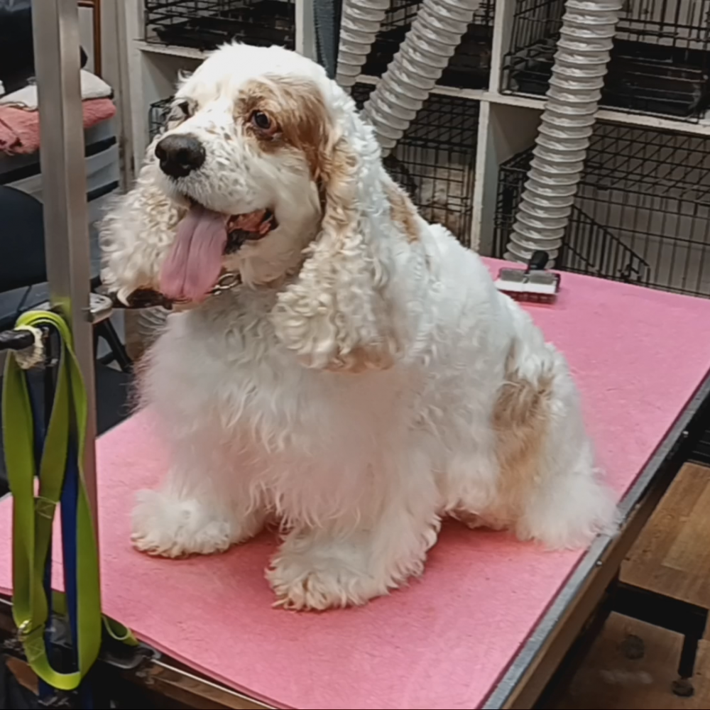 a dog on a grooming table