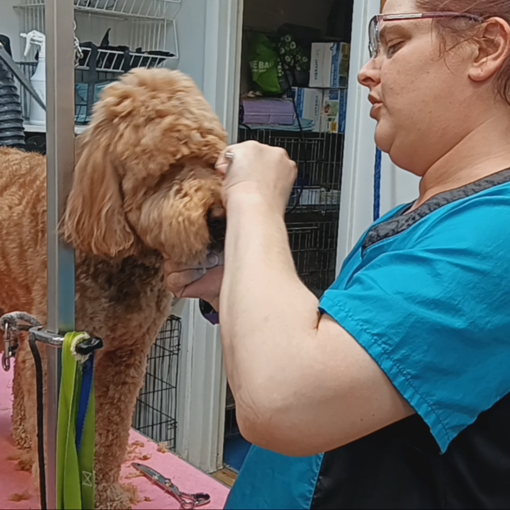 A dog being groomed