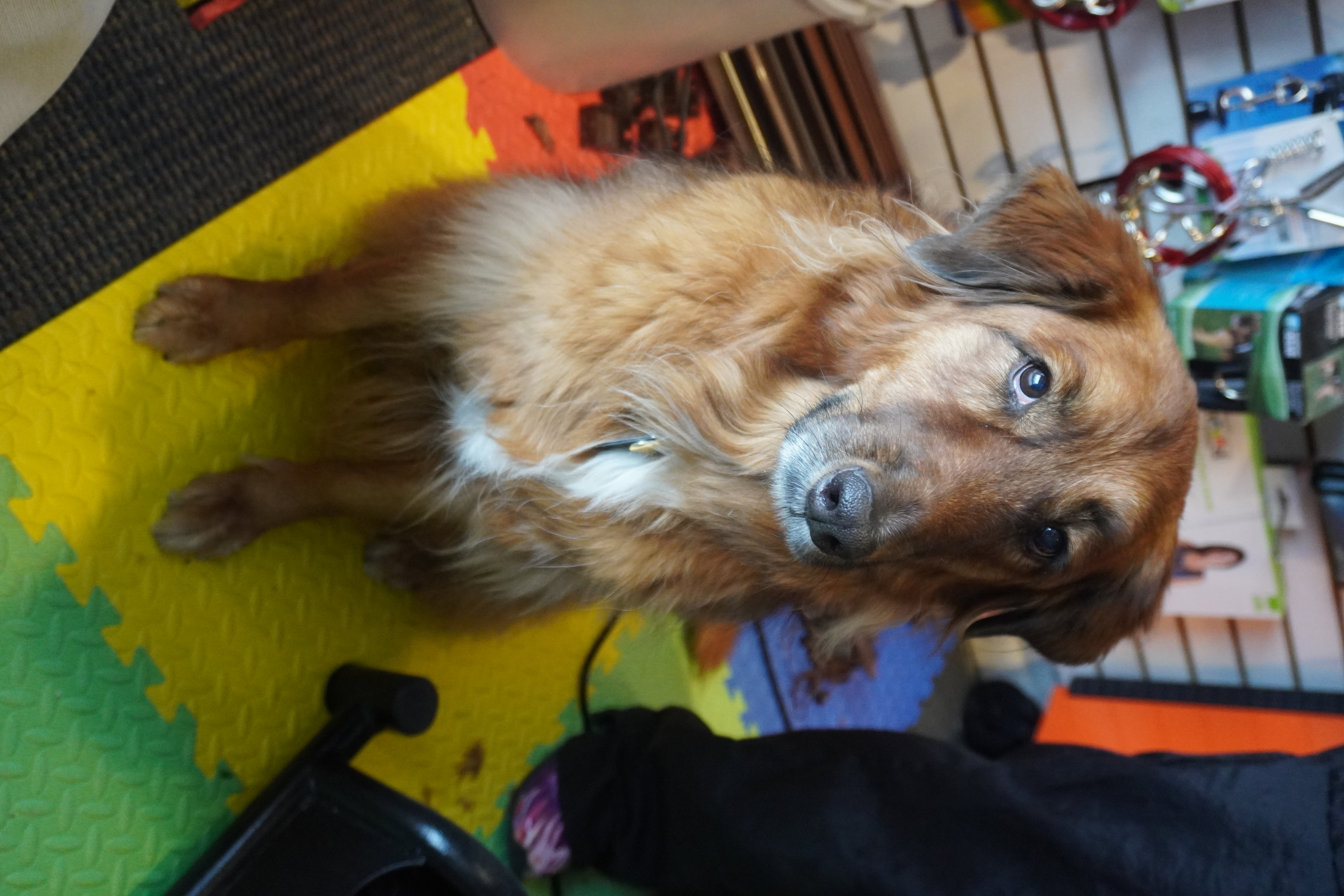 Arlo - Greeter
